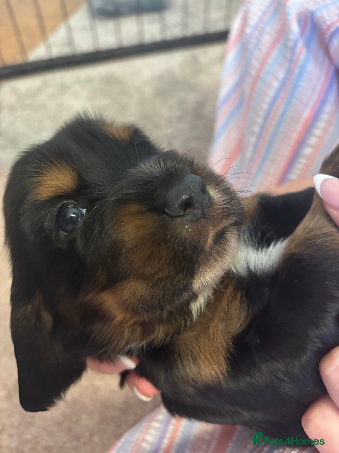 Cocker Spaniel dogs for sale: 4 cocker spaniel puppies, mum and dad family pets - Advert 16