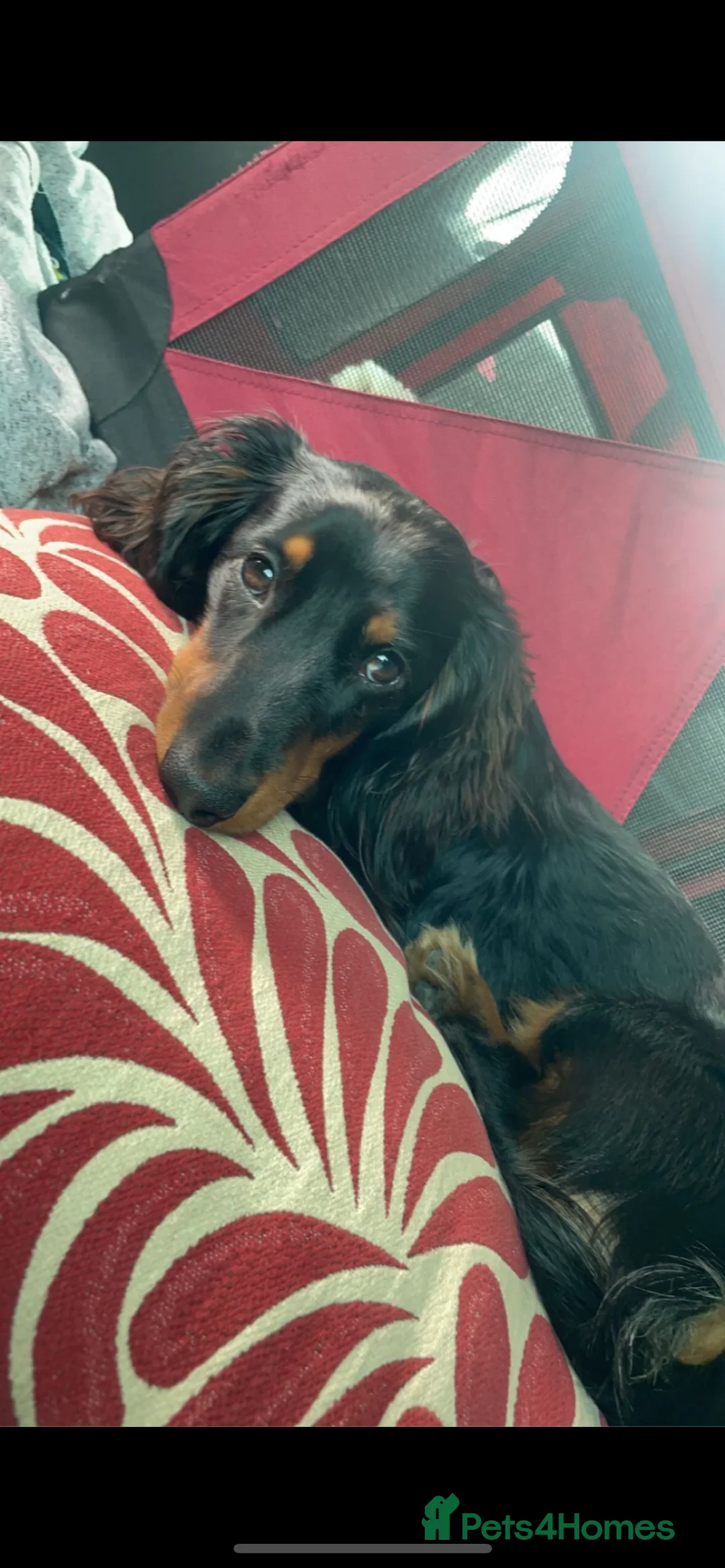 Dachshund dogs for stud: Kc Mini long haired dapple  in Leeds - Advert 3