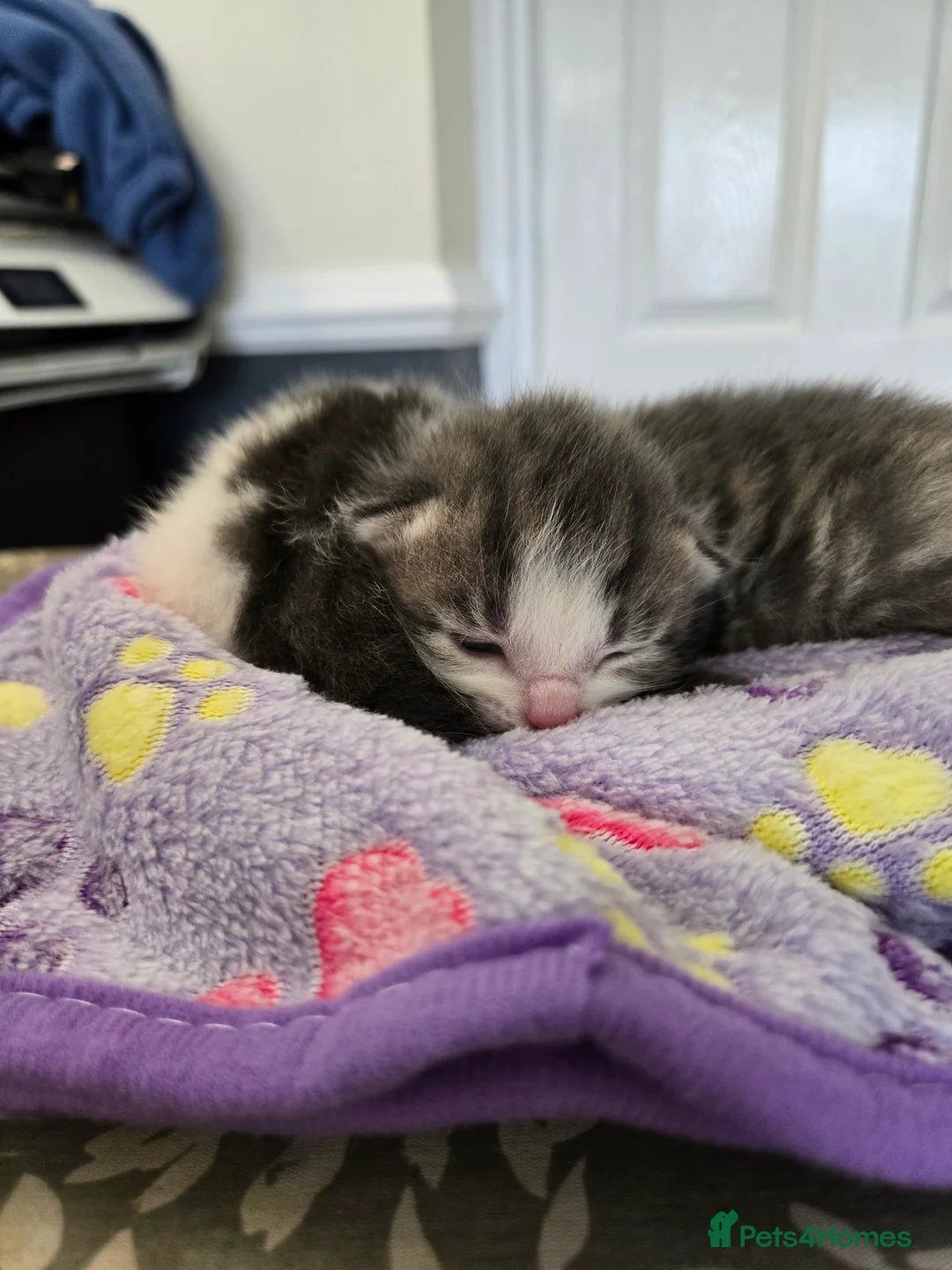 Mixed Breed cats for sale: 4 beautiful kittens 2 males & 2 females  - Advert 23