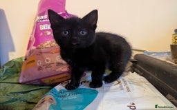 Mixed Breed cats for sale: Beautiful Kittens Ready Now - Image 6