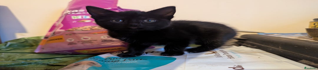 Mixed Breed Kitten 4