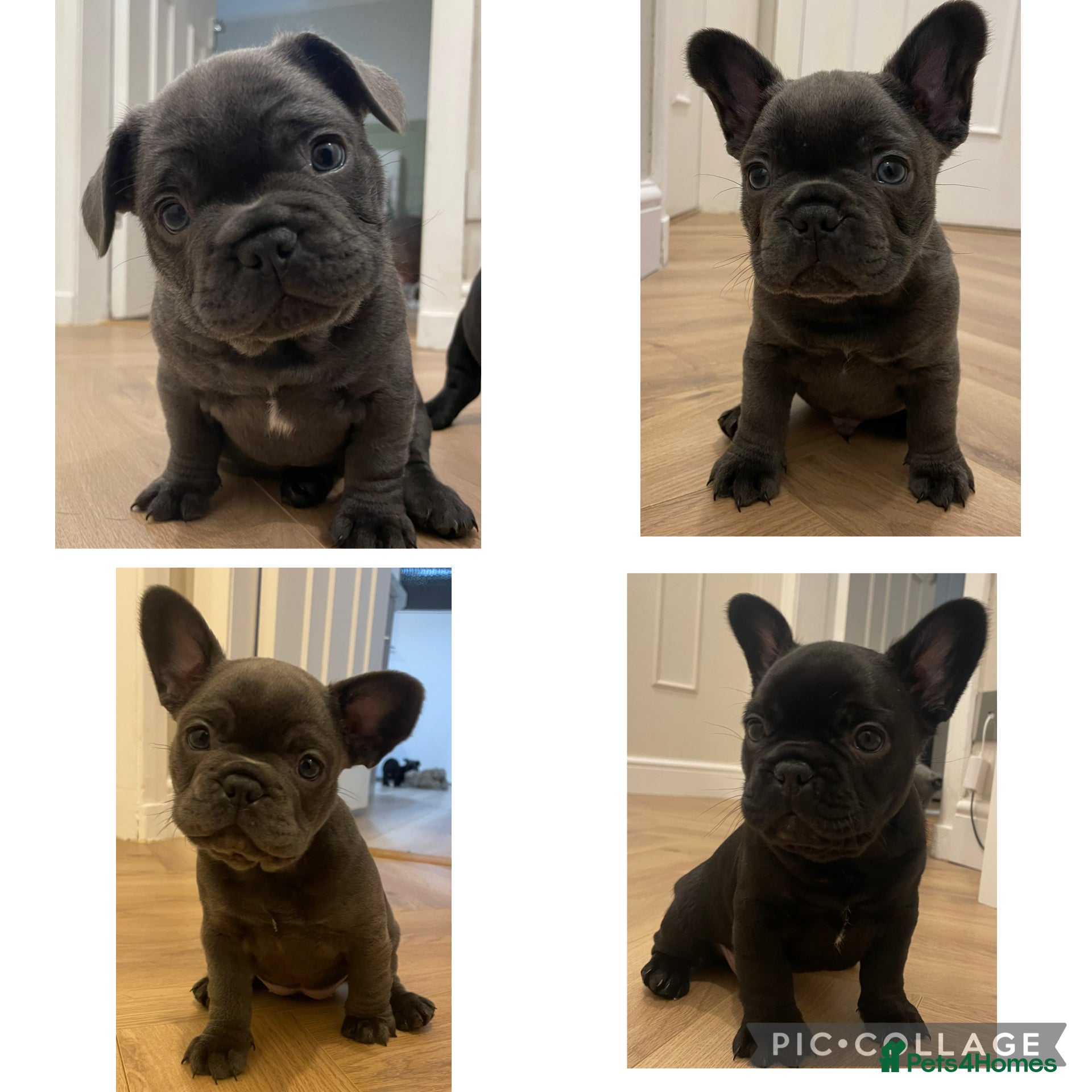 French Bulldog dogs French bulldog puppies for sale to good homes - Advert 7