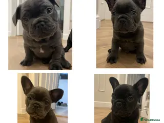 French Bulldog dogs French bulldog puppies for sale to good homes - Advert 13