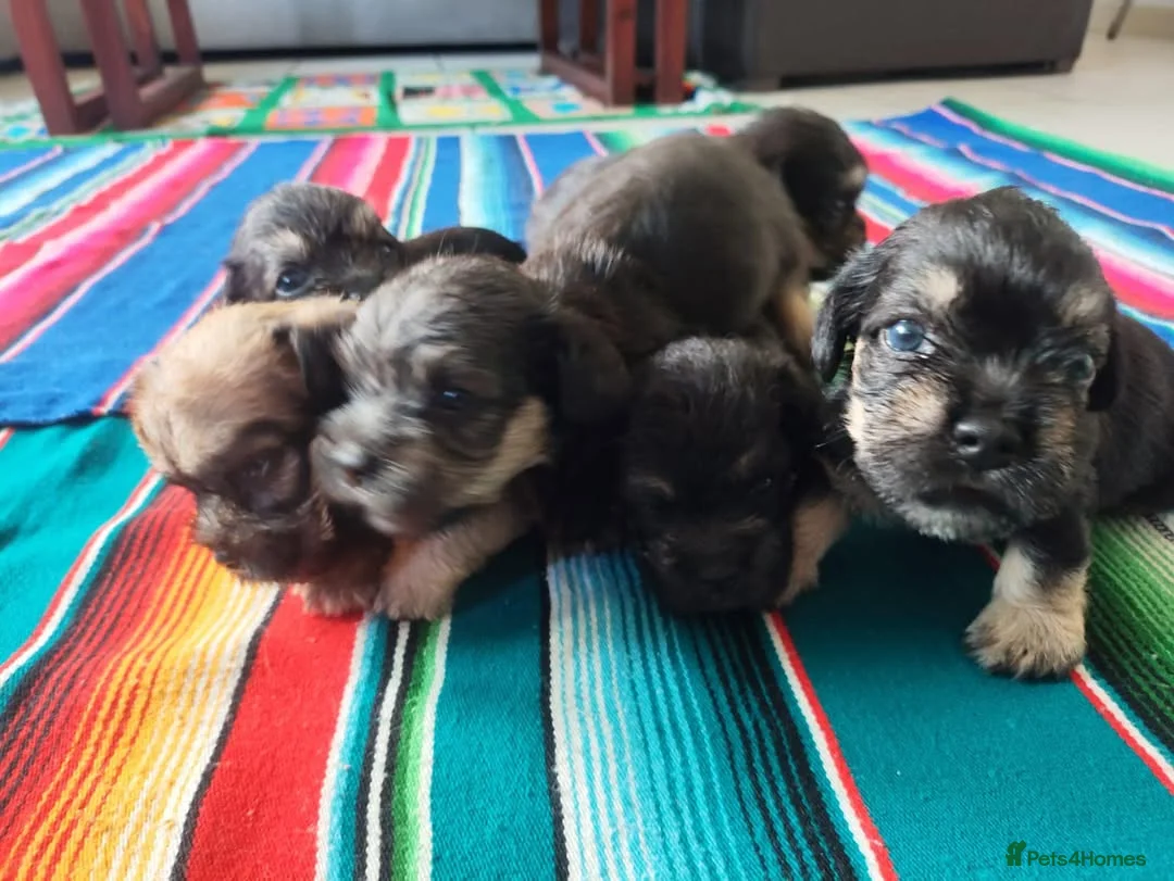 Dandie Dinmont Terrier dogs for sale: Dandie Dinmont Terrier puppies, now ready in London - Advert 5
