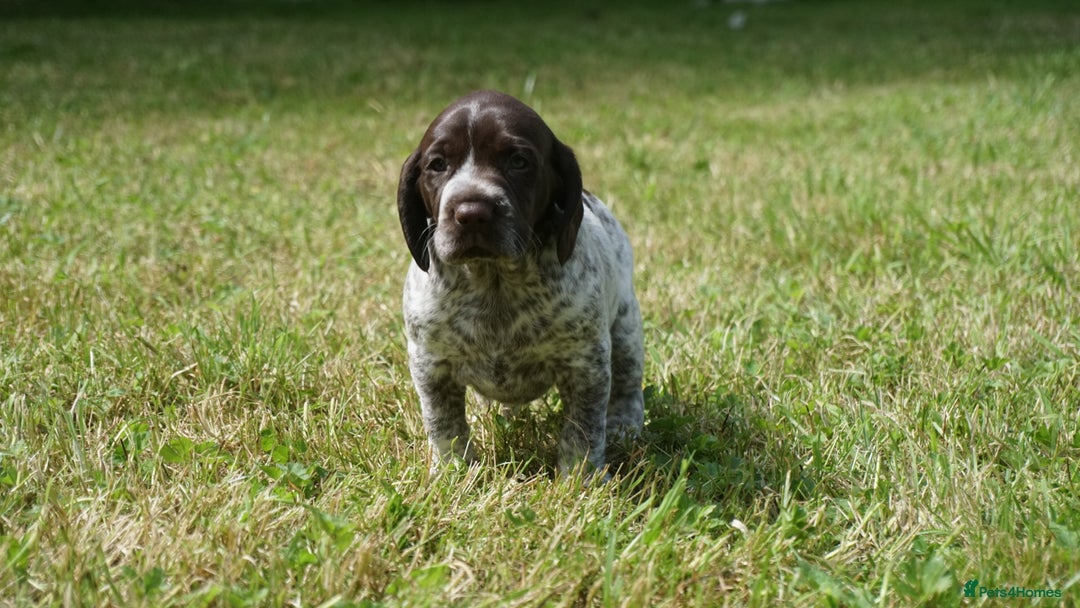 Mixed Breed dogs for sale: GSP X Springer pups (3 left) Northern Ireland  - Image 12