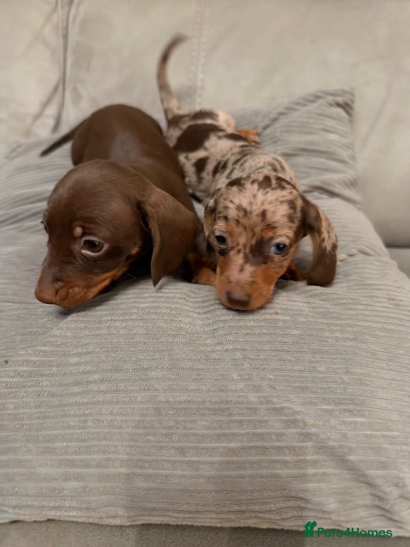 Miniature Dachshund dogs Miniature dachshund puppies  - Advert 1