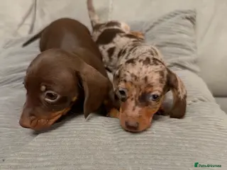 Miniature Dachshund dogs Miniature dachshund puppies - Advert 1