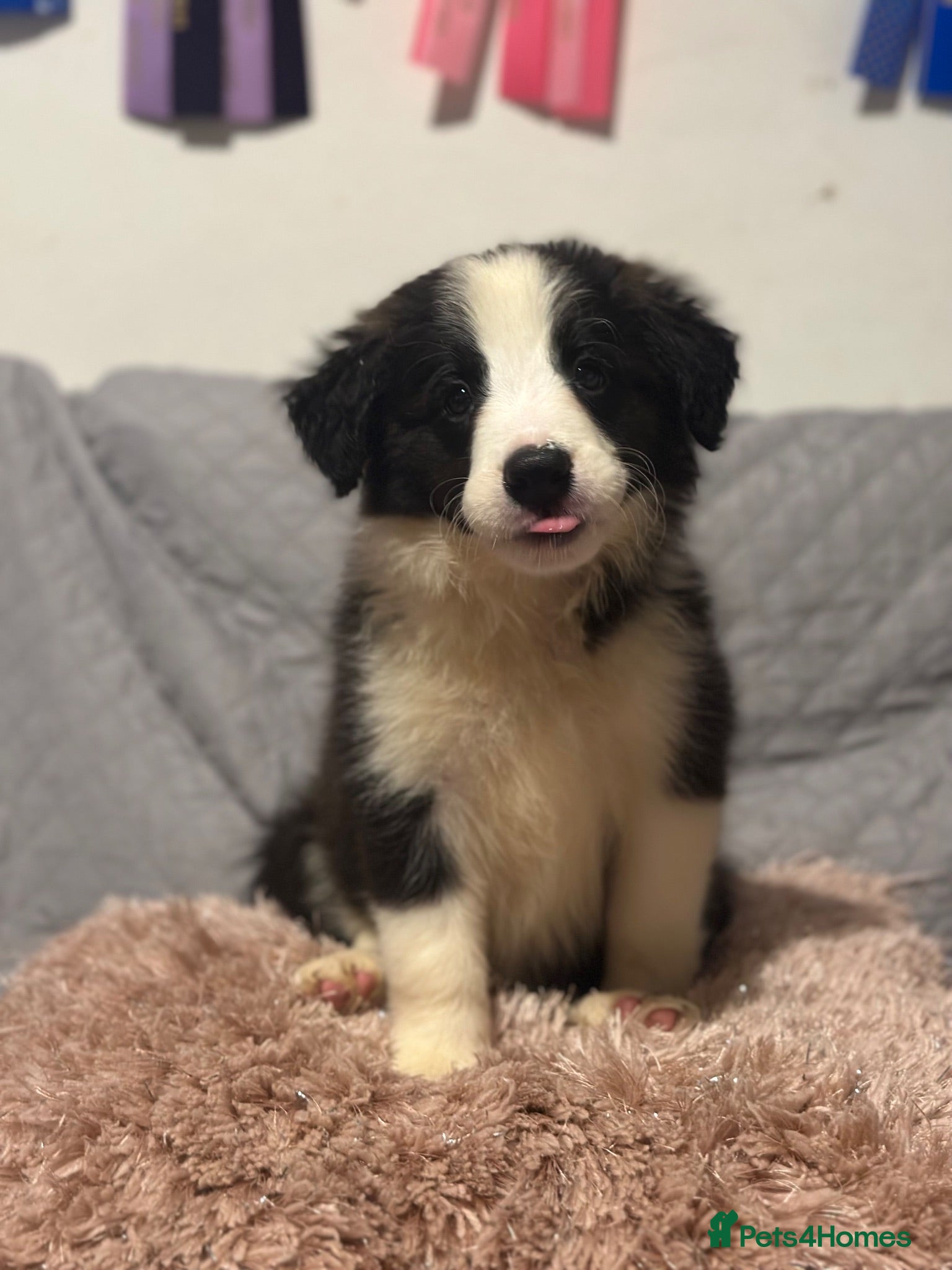 Border Collie dogs Health Tested, KC reg boy ready to go! - Advert 1