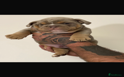 English Bulldog dogs for sale: Fully Suited Lilac & Tan boys  - Image 5