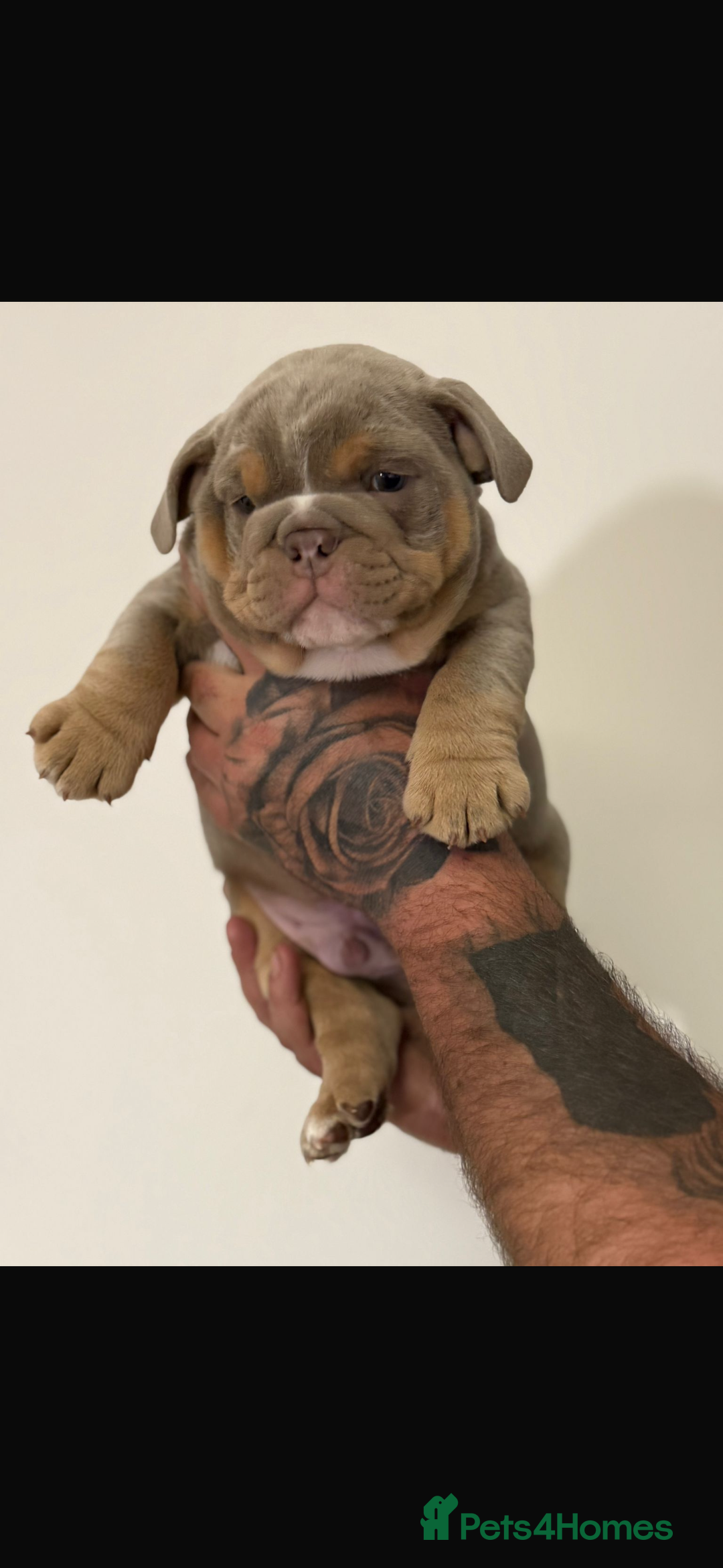 English Bulldog dogs for sale: Fully Suited Lilac & Tan boys  - Image 5
