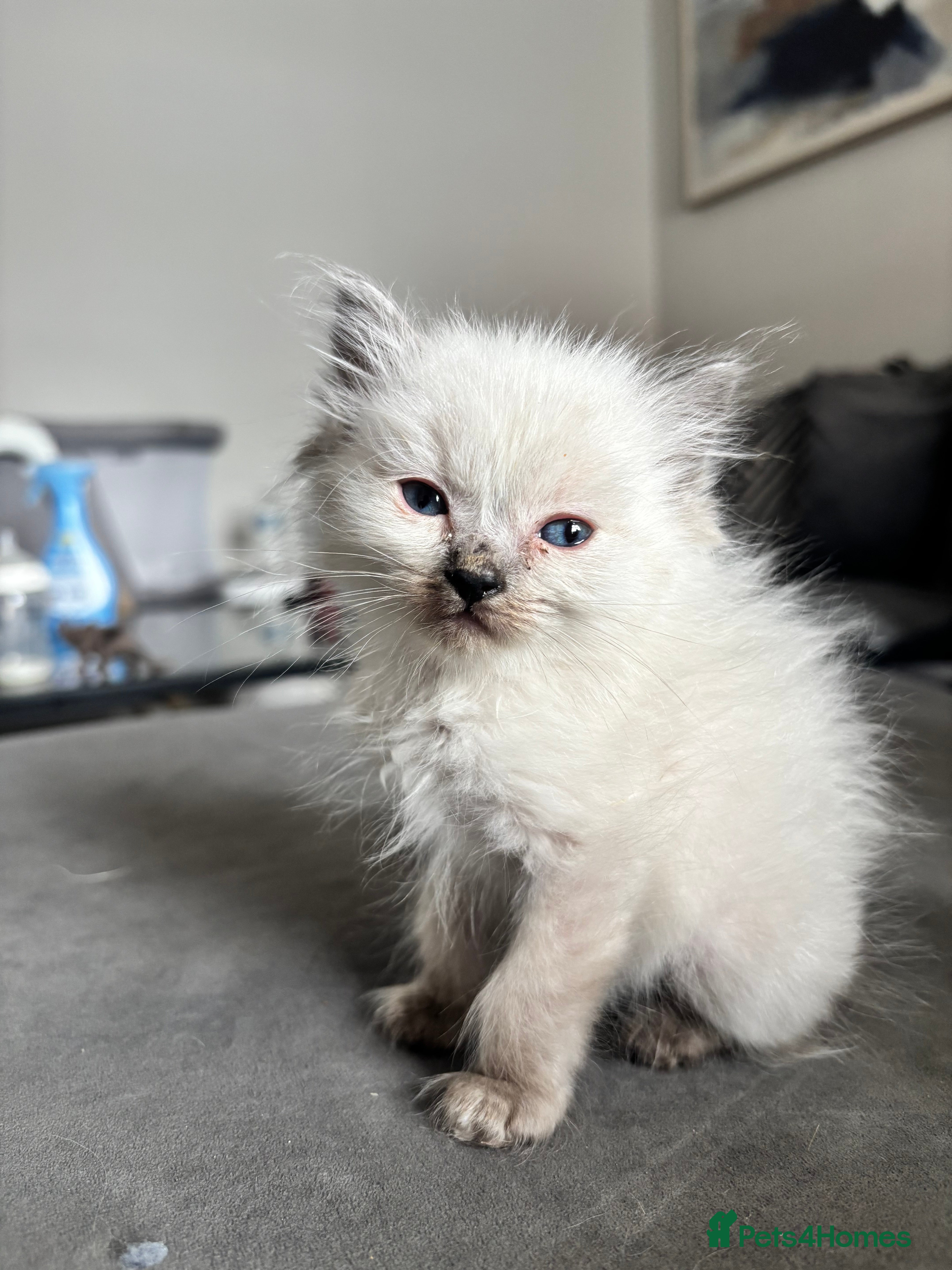 Ragdoll cats Blue point Ragdoll kittens for sale - Advert 2