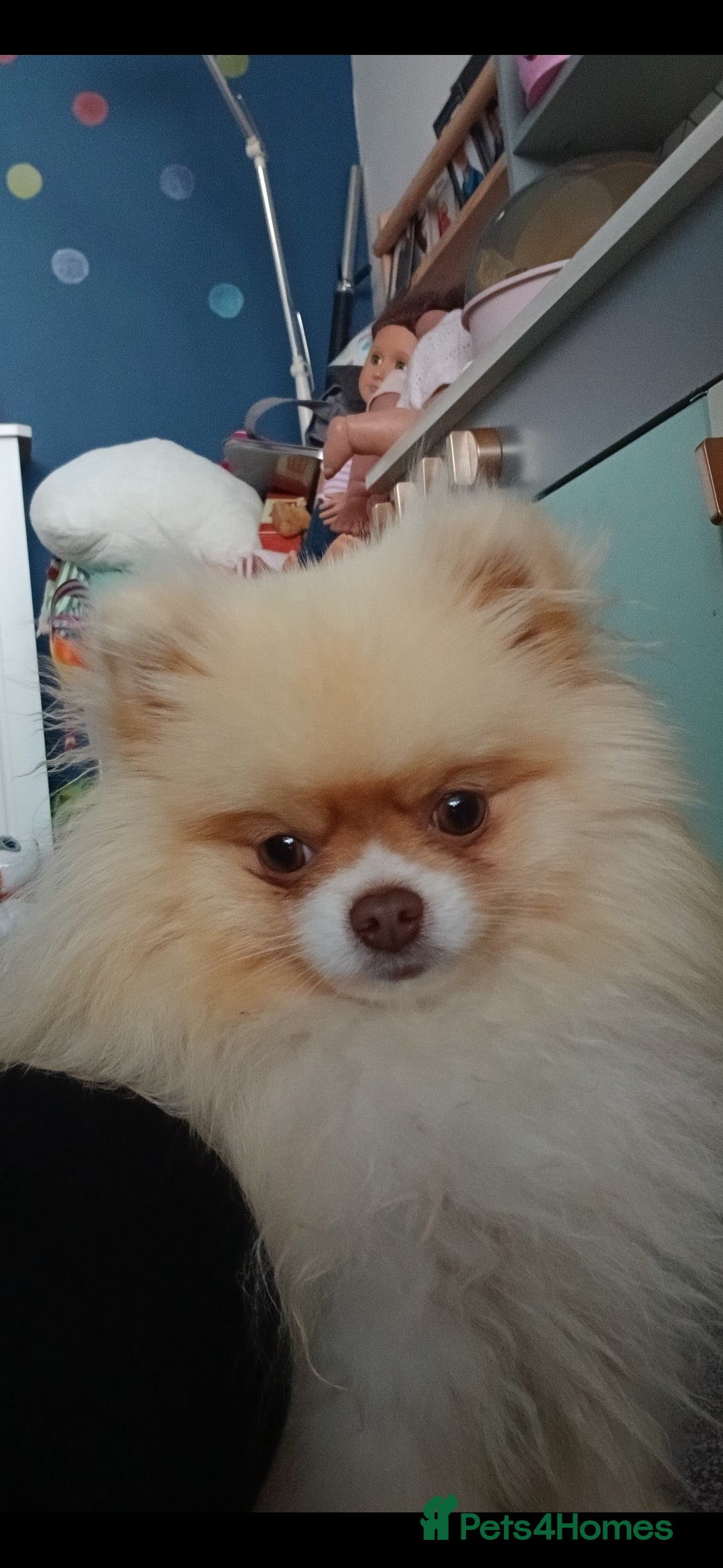 Pomeranian dogs Tiny stunning KC registered pedigree Pomeranian  - Advert 17