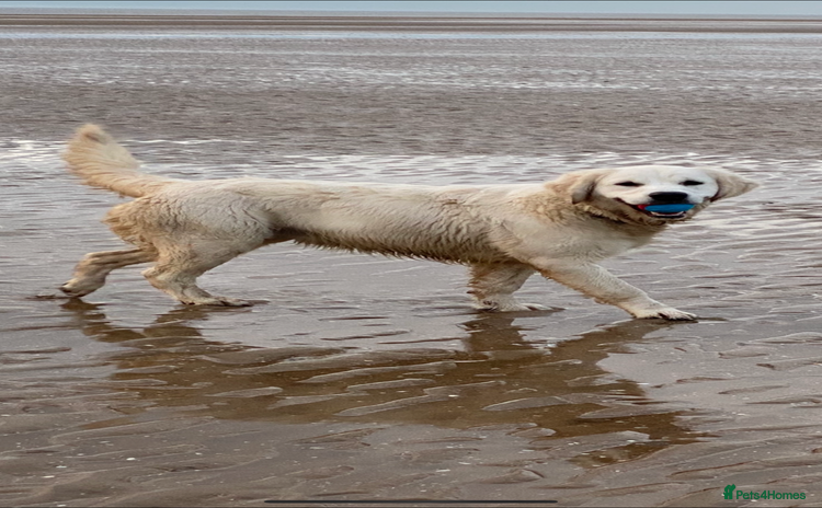 Golden Retriever dogs - Advert 7