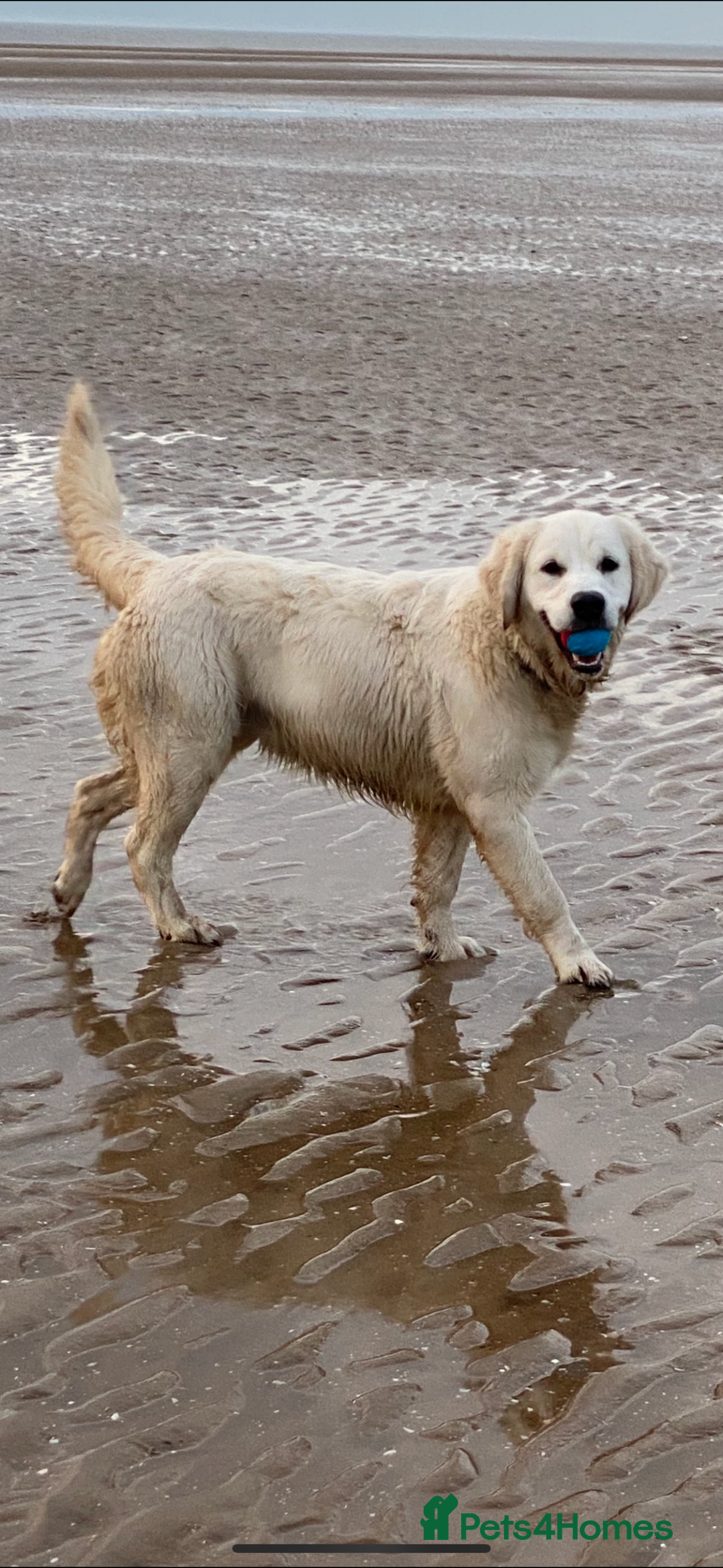 Golden Retriever dogs for sale: 4 Year Old Female Cream Golden Retriever  - Image 1