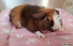 Guinea Pig rodents for sale: Teddy babies  - Image 7