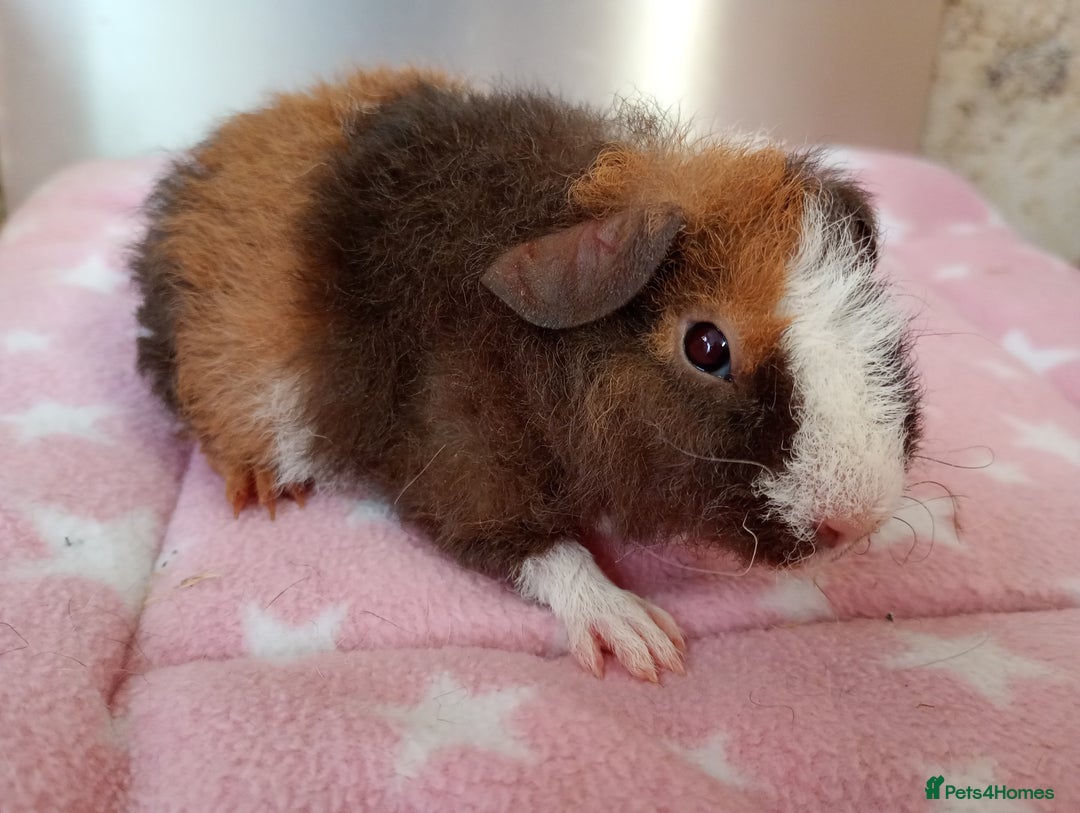 Guinea Pig rodents for sale: Teddy babies  - Image 7