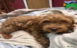 Cockapoo dogs for sale: Gorgeous F2 cockapoo  - Image 1