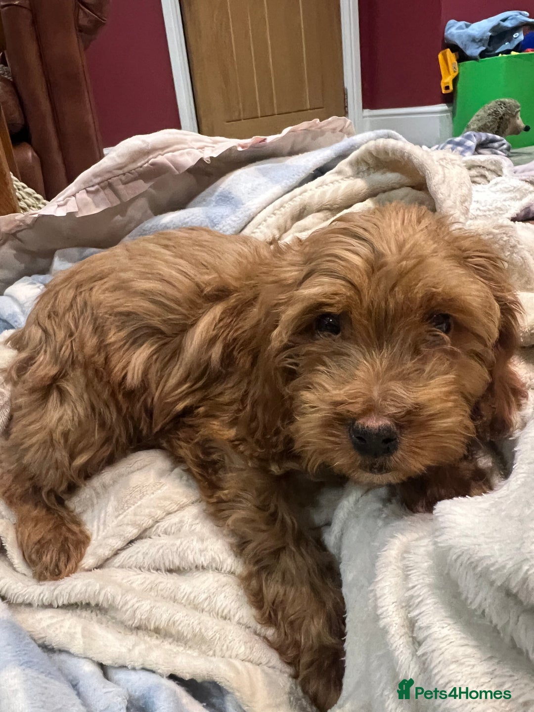 Cockapoo dogs for sale: Gorgeous F2 cockapoo  - Image 1