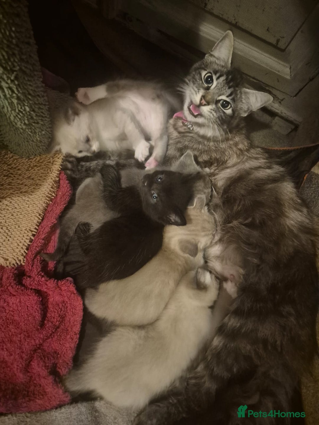 Norwegian Forest Cat cats for sale: Norwegian forest mixed tabby - Image 1