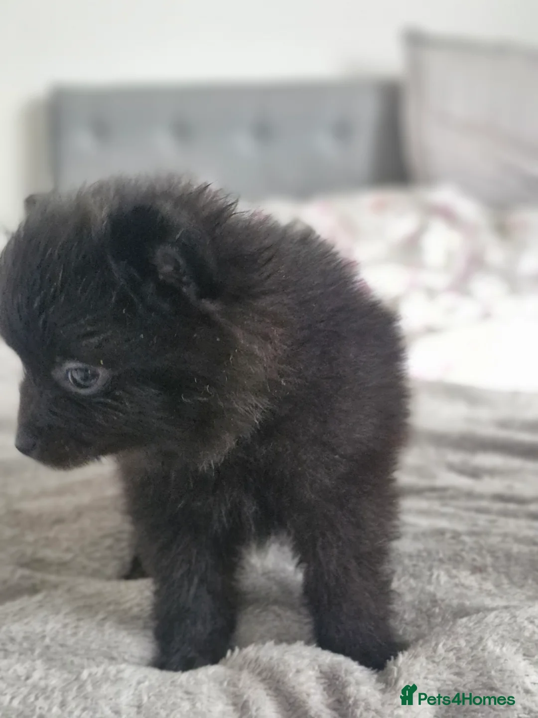 Pomapoo dogs for sale: ✨ Beautiful Pomapoo Puppies – 1,600 ✨ - Advert 15