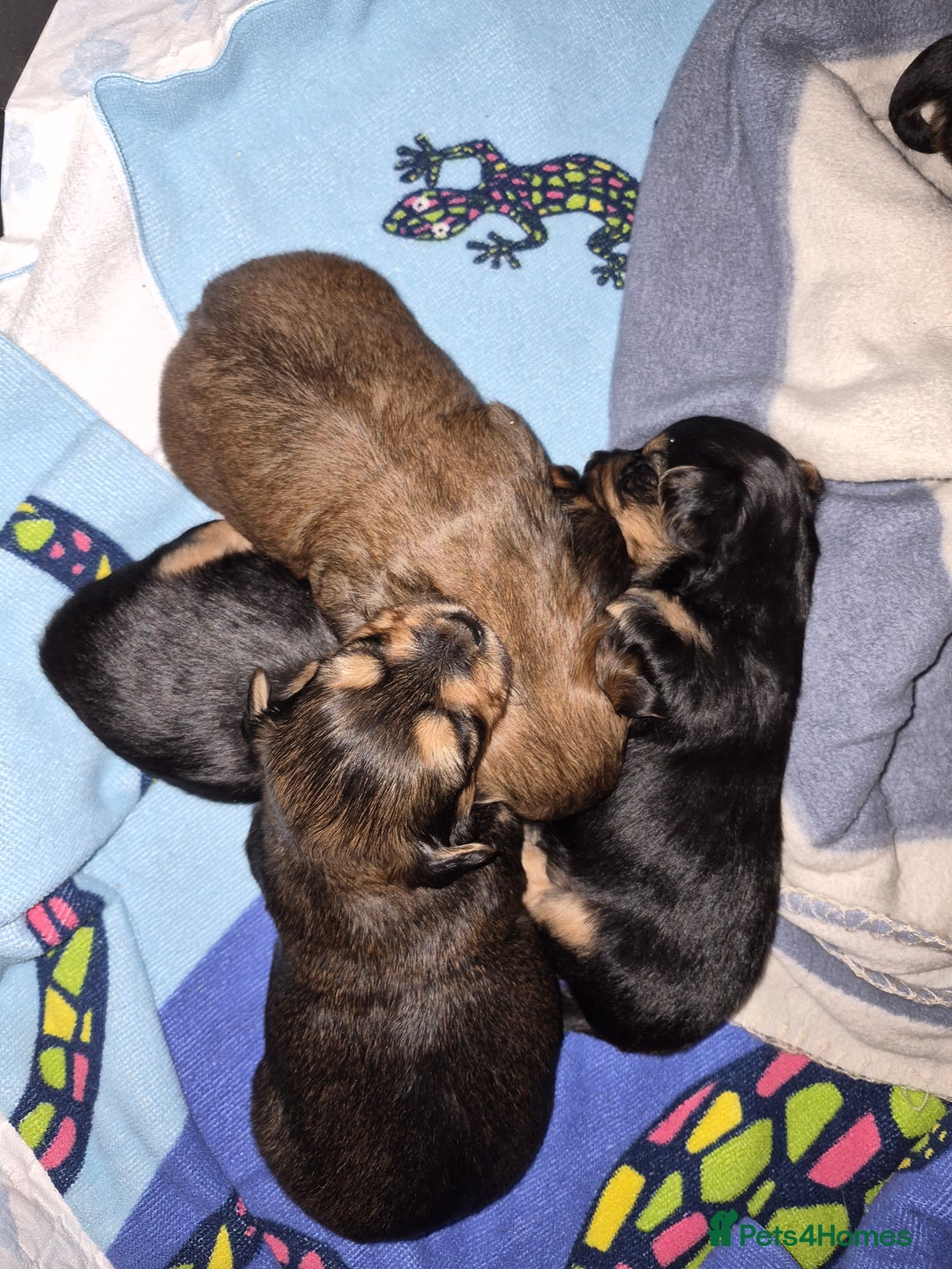 Yorkshire Terrier dogs for sale: 6 GORGEOUS YORKSHIRE TERRIER PUPS. STANDARD SIZE! - Advert 7