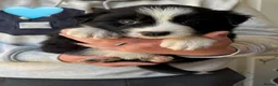 Border Collie dogs for sale: Border Collie puppies (Long Coat) for sale - Advert 3