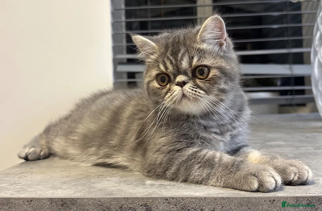 Exotic cats for sale: Beautiful Exotic x Persian Kittens ⭐️ - Advert 2