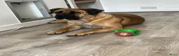 Boerboel dogs for sale: Our beautiful girl Narla in Birmingham - Advert 4