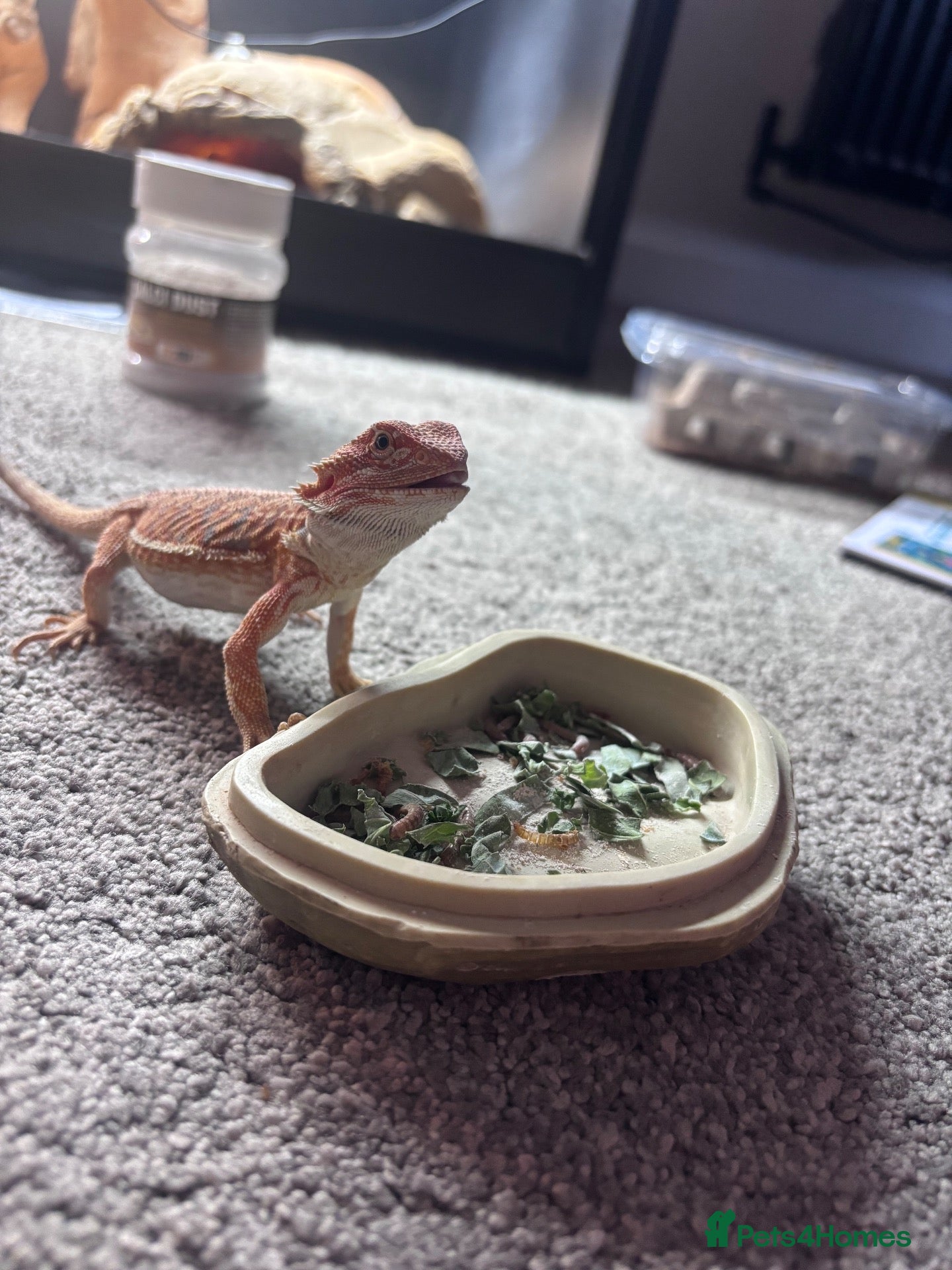 Bearded Dragon reptiles Bearded dragon and full tank set up  - Advert 1
