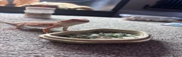 Bearded Dragon reptiles for sale: Bearded dragon and full tank set up  - Advert 1