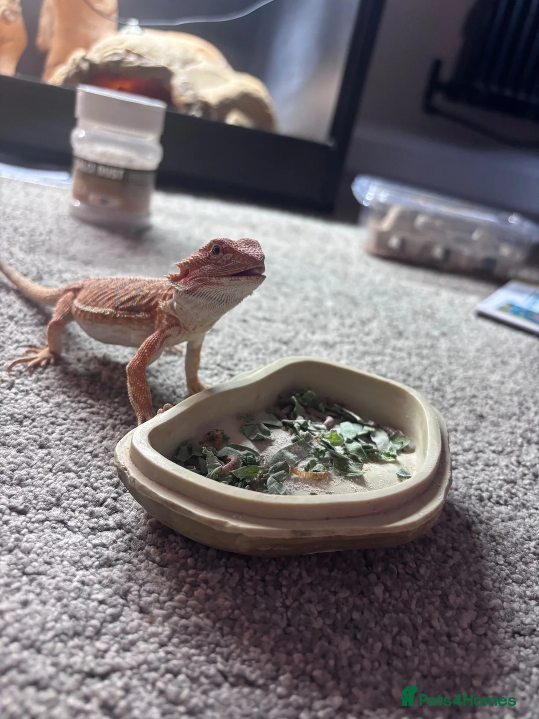 Bearded Dragon reptiles for sale: Bearded dragon and full tank set up  - Advert 1