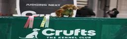 Miniature Dachshund dogs for sale: Beautiful cream mini longs, IVDD Screened parents  - Advert 10