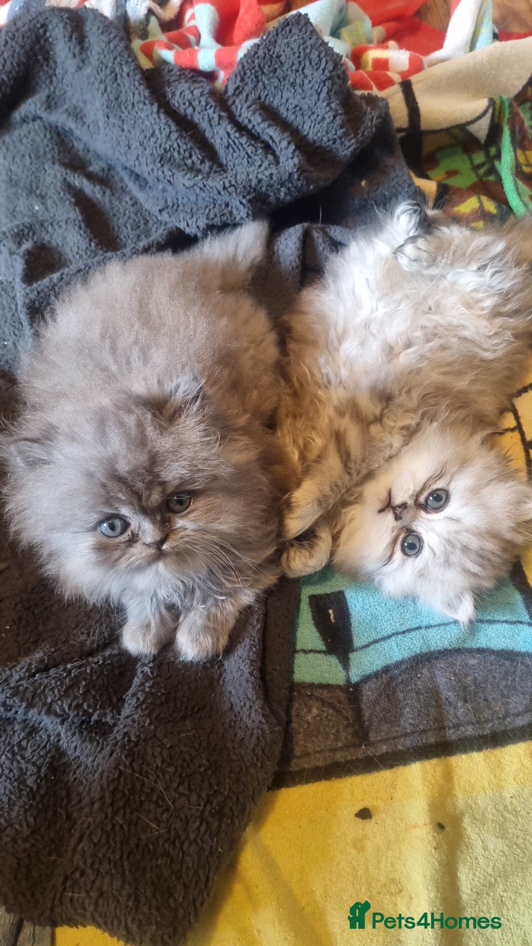 Persian cats for sale: Chinchilla Persian kittens  - Image 5