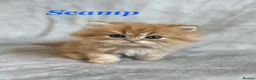 Persian cats for sale: 5 Beautiful Pure Persian Kittens - Advert 13