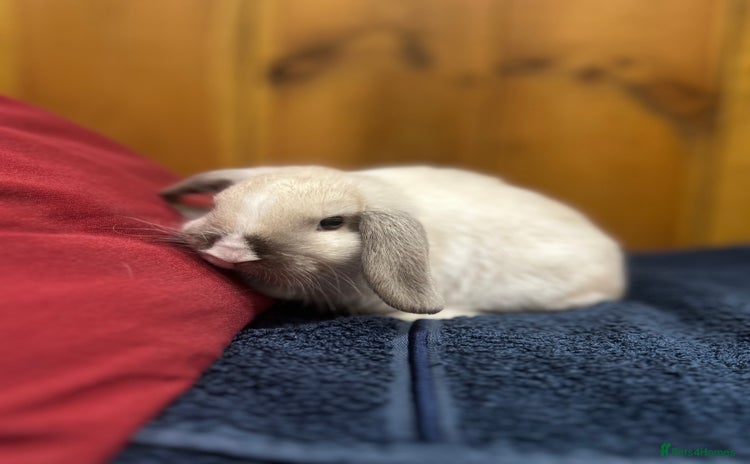 Mixed Breed rabbits - Advert 3