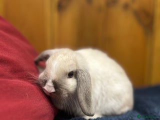 Mixed Breed rabbits - Advert 32