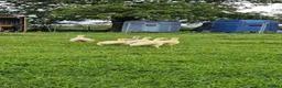 Geese poultry for sale: White sebastopol goslings for sale - Advert 3