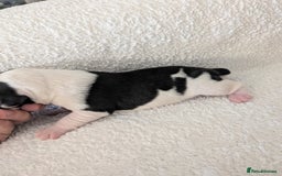 Mixed Breed dogs for sale: Cockerbull puppies  - Image 18