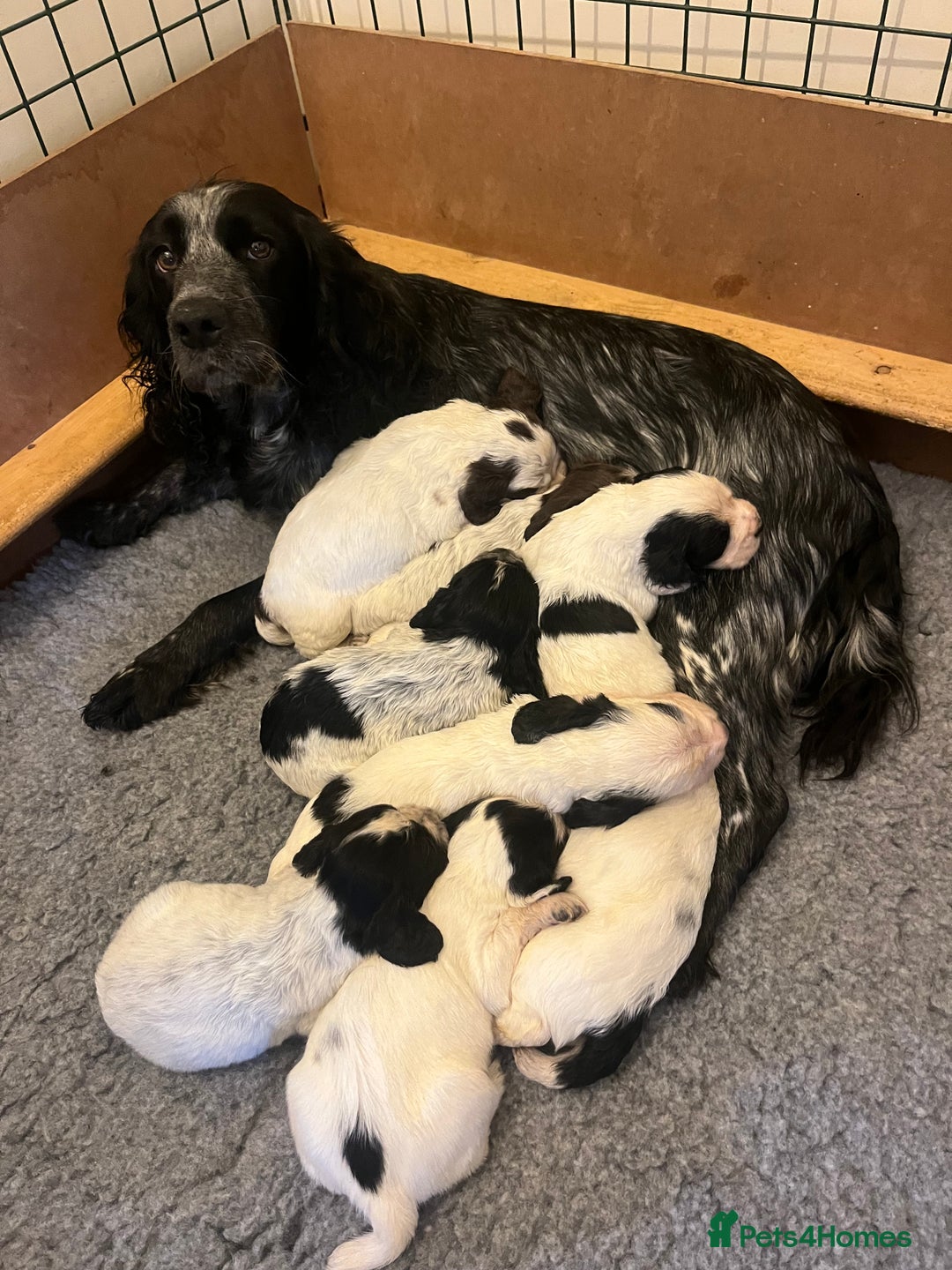 Cocker Spaniel dogs for sale: Stunning KC health tested Cocker pups  - Image 15