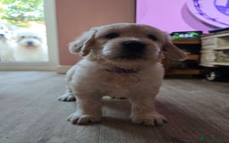 Goldendoodle dogs for sale: Goldendoodle retriever  - Image 36