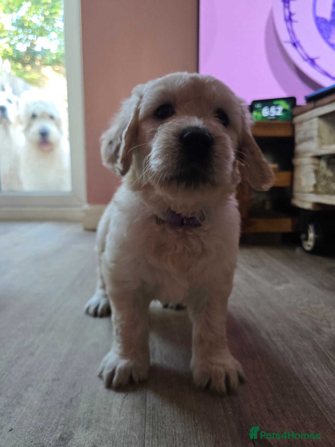 Goldendoodle dogs for sale: Goldendoodle retriever  - Image 36