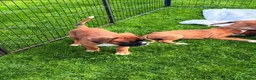 Boxer dogs for sale: Beautiful Boxer Puppies-2 Boys & 1 Girl in Reading - Advert 6