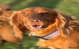 Cocker Spaniel dogs for sale: Gorgeous KC Working Cocker Spaniels- Health Tested - Image 18