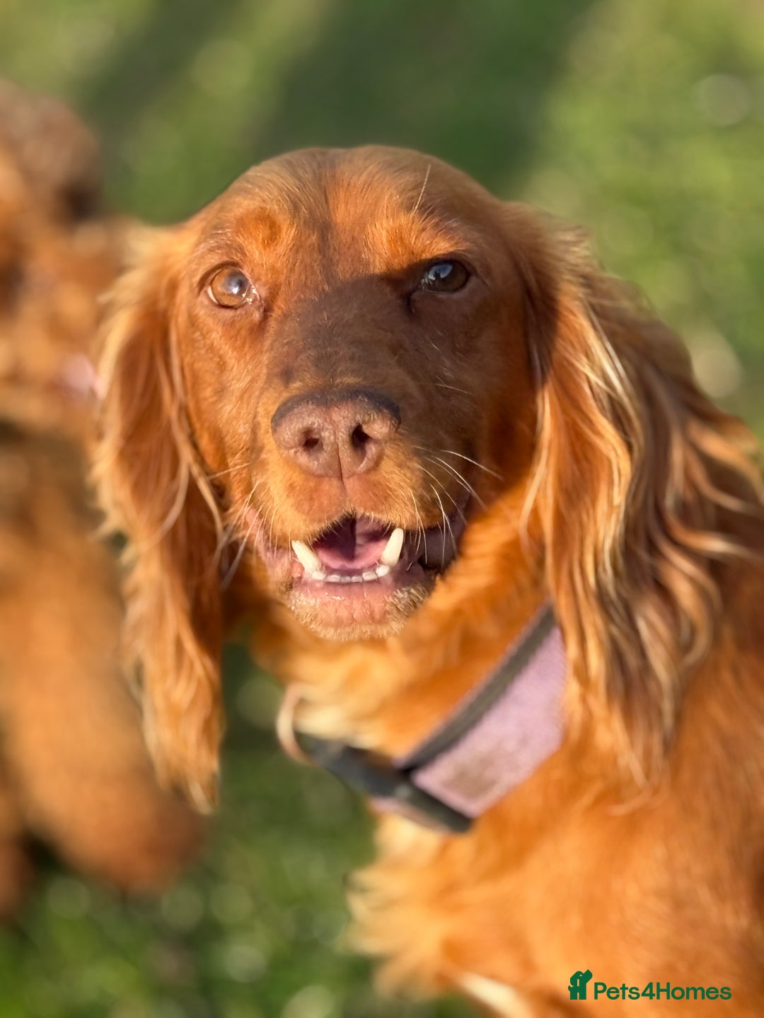 Cocker Spaniel dogs for sale: Gorgeous KC Working Cocker Spaniels- Health Tested - Image 18