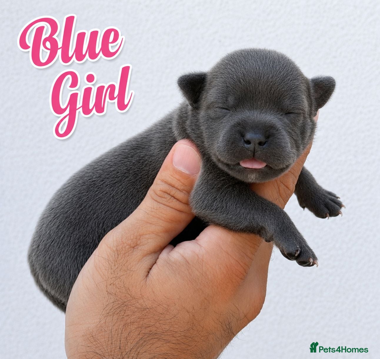Staffordshire Bull Terrier dogs 🏆 Top Quality KC Staffy Puppies Available 🏆 - Advert 1