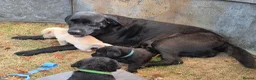 Labrador Retriever dogs for sale: Farm reared Labrador puppies in Sheerness - Advert 18