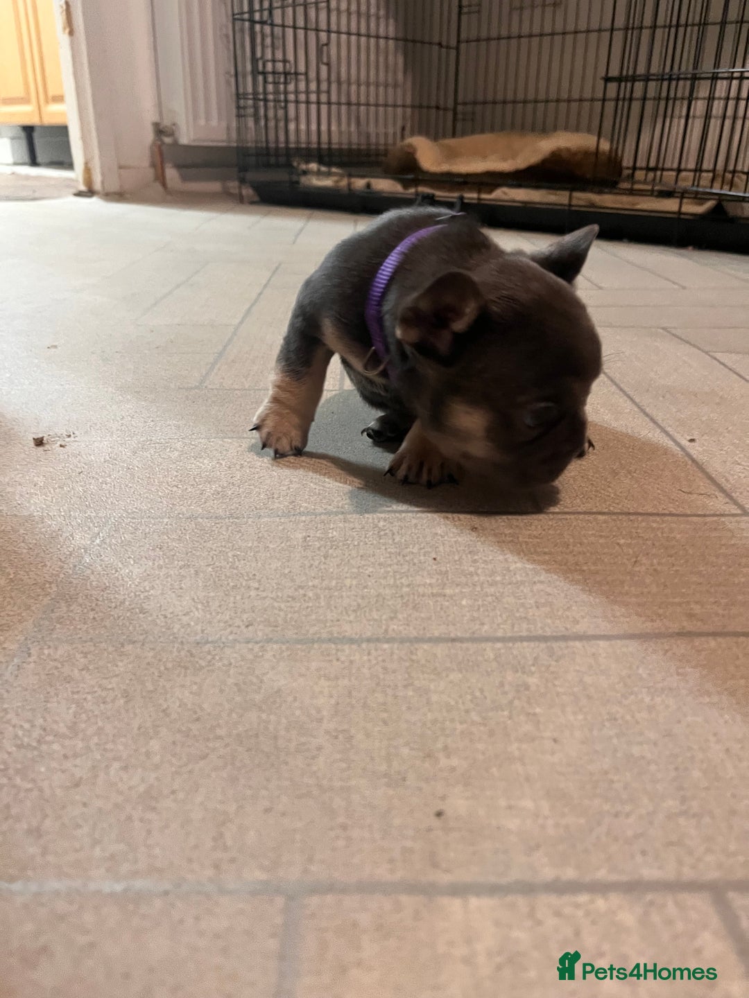 French Bulldog dogs for sale: Cutest frenchies pups  - Advert 15