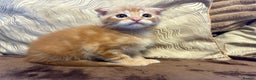 Maine Coon cats for sale: Maine coon x Scottish fold - Advert 8