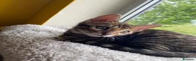 Bengal Kitten 2