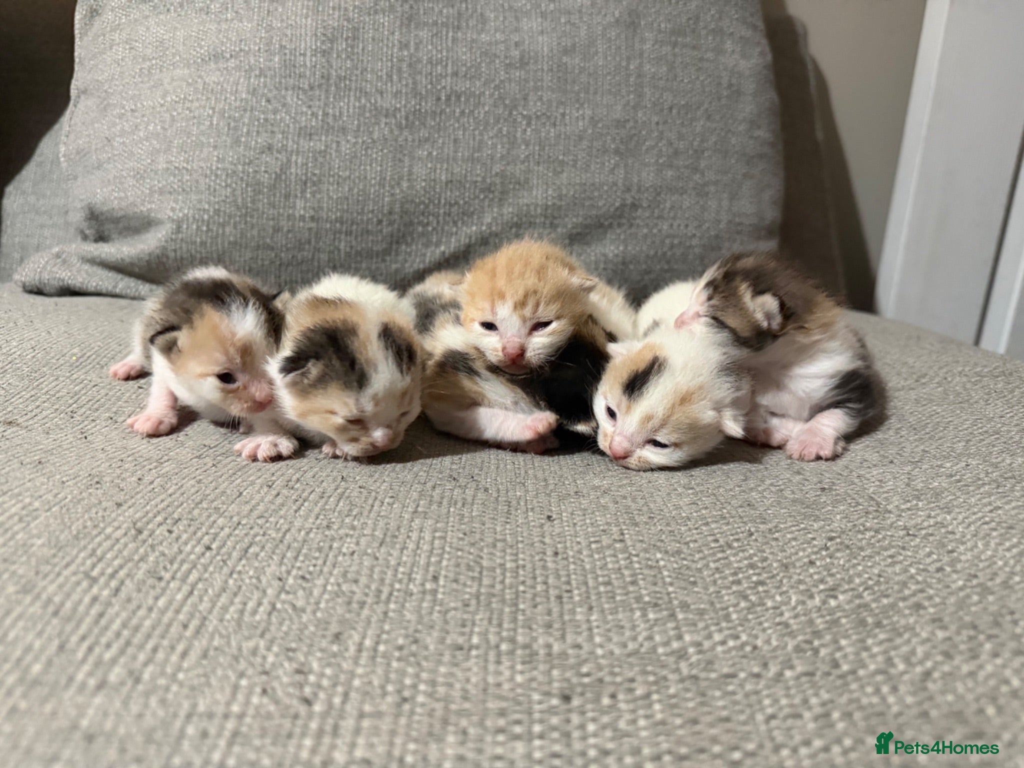 Mixed Breed cats Gorgeous kittens - Advert 1